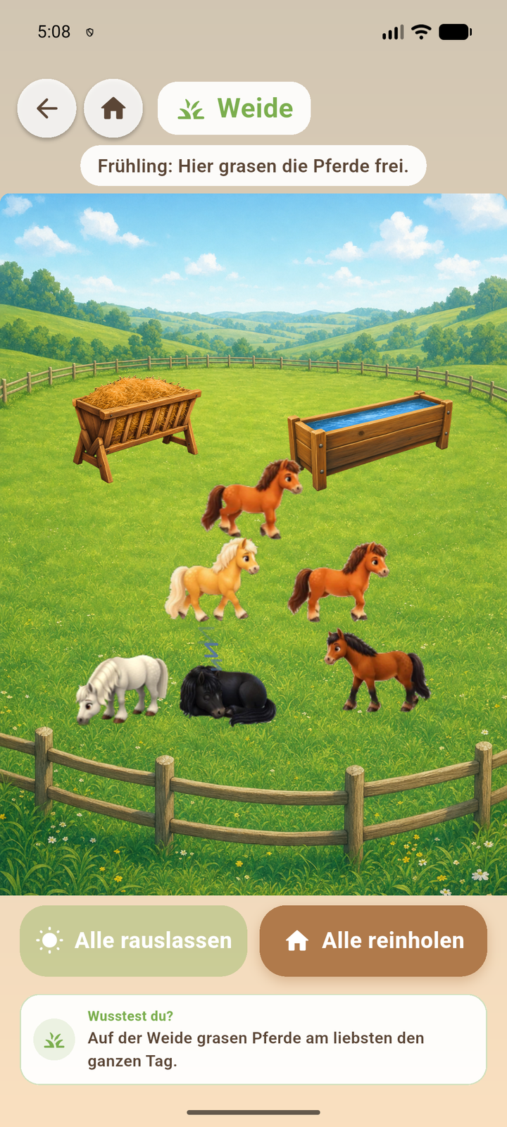 Pony auf der Weide in Mein Gestüt